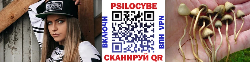 Псилоцибиновые грибы Psilocybe  Правдинск 